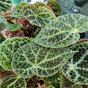 Begonia Ferox 'Troll Begonia'